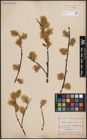 Foto von Salix caprea L.